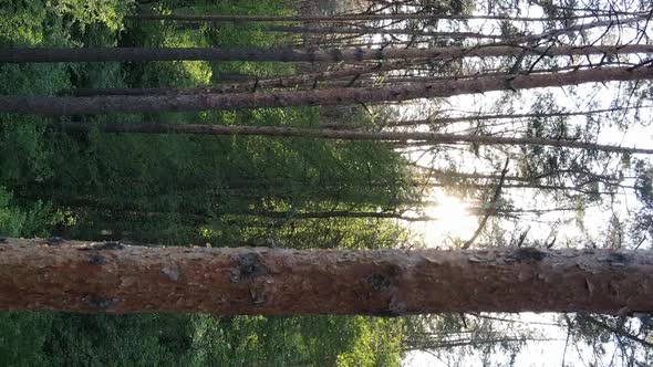 Vertical Video of a Beautiful Green Pine Forest on a Summer Day Slow Motion