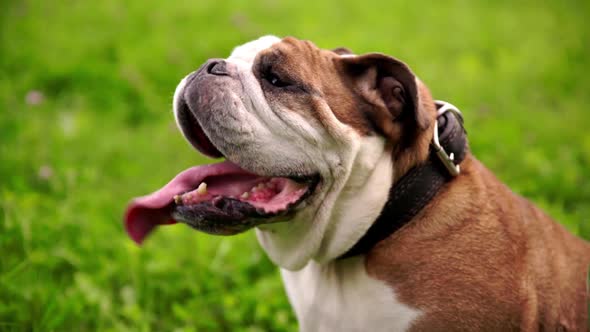 Purebred Happy Cute Dog