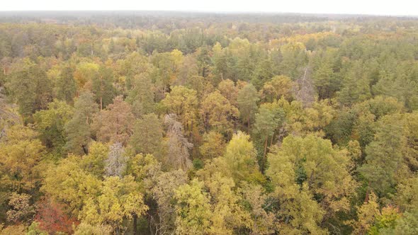 Autumn Forest with Trees By Day