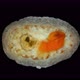 Pentacula Holothuroidea Larva Juvenile Sea Cucumber Under Microscope a Type of Echinoderm a Very - VideoHive Item for Sale