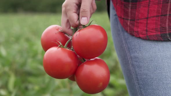 The farmer holds fresh fragrant red tomatoes in his hands. Organic vegetables on the farm.