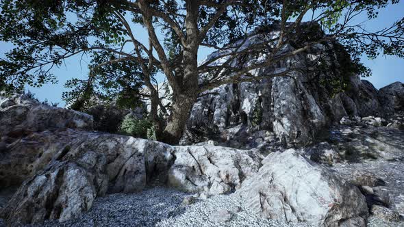 Big Tree with Rock Formations on the Mountainside