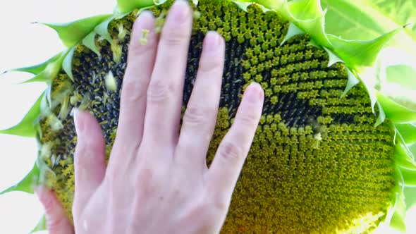 Close Up of Woman Farmer's Hand Inspecting Sunflower Crop
