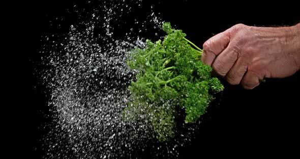 Friesian Parsley, Petroselinum crispum, with Water Splashing on Black Background, Slow Motion 4K