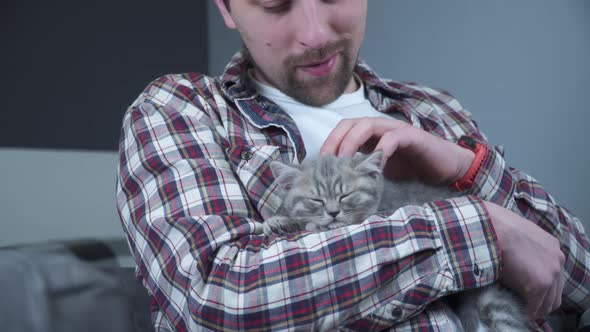 Scottish Straighteared Gray Kitten Sleeps in Arms of Owner of House
