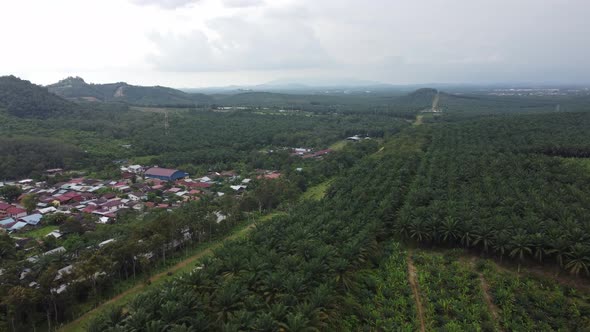 Aerial view village house near the oil palm