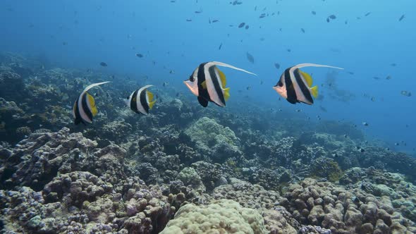 Small group of beautiful bannerfish in clear blue water on a tropical coral reef at the atoll of Fak