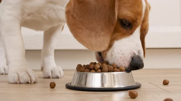 Dog Beagle Eating Granule From Metal Bowl at Home