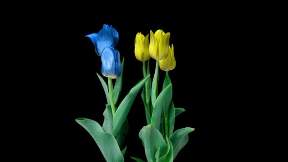 Beautiful Yellow and Blue Tulips Flowers Background