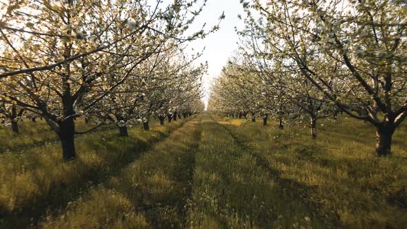 New England Cherry Tree Blossoms in the Orchard During Spring Season