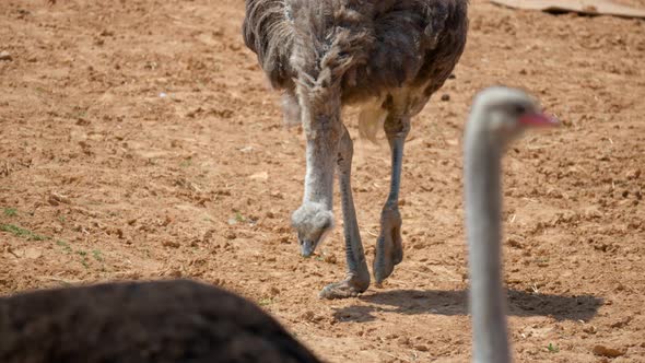 Ostrich Passing By The Other Ostrich Picking Seeds From The Ground In Anseong Farmland In Gyeonggi-d