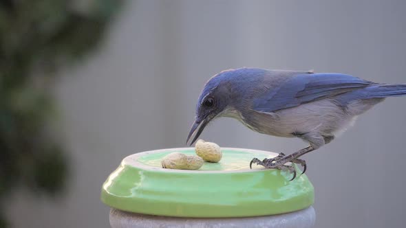 Slow Motion Scrub Jay Eating a Peanut From a Backyard Feeder