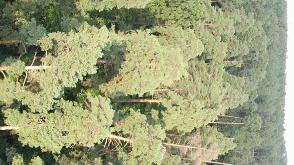 Vertical Video of a Forest with Trees in Ukraine