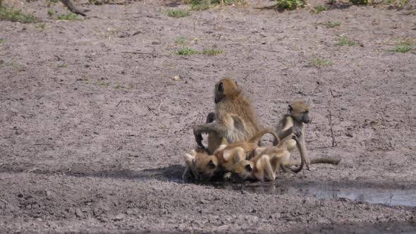 A Troop of chacma baboons drinking from a waterhole