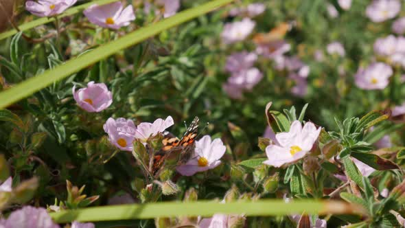 A colorful painted lady butterfly feeding on nectar and pollinating pink wild flowers during a sunny