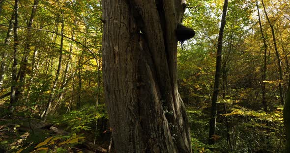 Trunk of beech, forest of Compiegne, Picardy, France