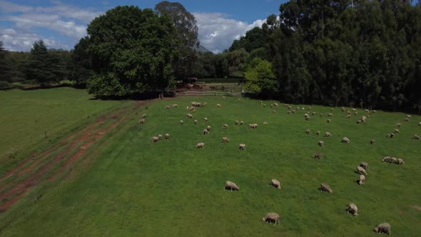 Drone shot of a horse farm in South Africa - drone is flying over some horses, revealing the mountai