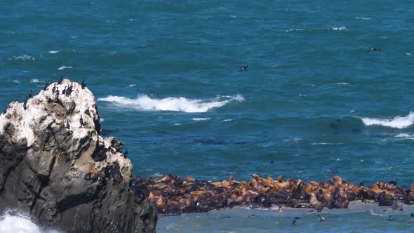 A large group of sea lions off the coast of Oregon crowd onto a small island.