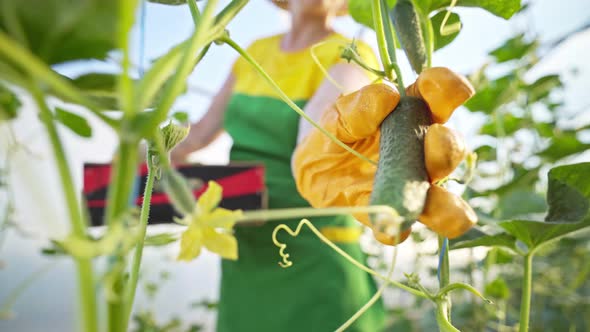 Woman picks cucumbers in a greenhouse. Farmer is harvesting