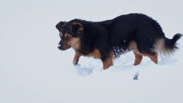 Dog in Deep Snow