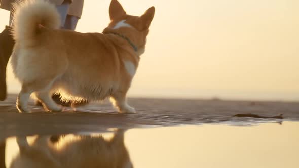 Closeup View of Woman and Corgi Dog Walking Along Beach on Autumn Evening Outdoors Spbi