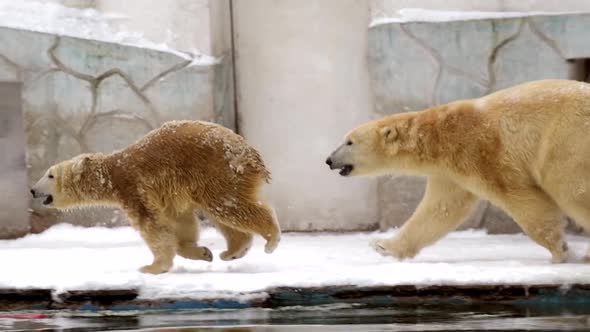 Mother Polar Bear and Polar Bear Cub in Winter Landscape at Snowfall Play Game Running at Soft White