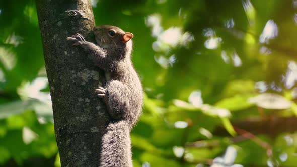Squirrel Moving Around Tree Trunk