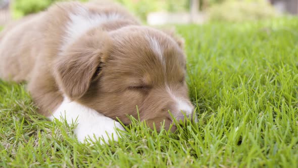 A Cute Little Puppy Tries to Sleep on Grass  Closeup