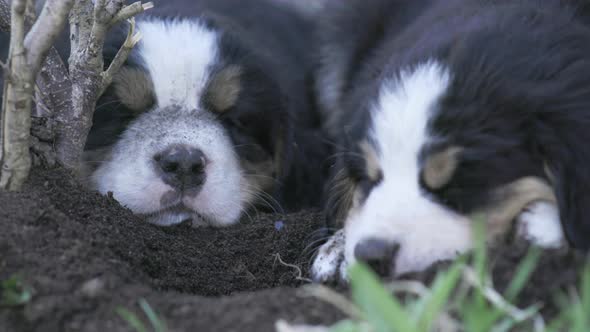 UHD Close up of two Burnese Mountain Dog puppies sleeping in a garden