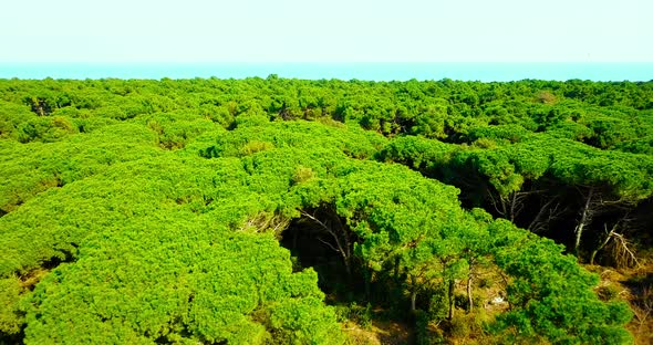 Endless Green Forest with Numerous Large Trees in Spring