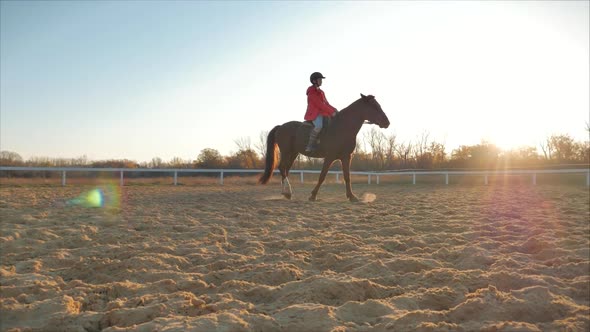 Rider Rides His Horse at Sunset . Woman Rider Learns To Ride a Horse in the Evening on a Blue Sky