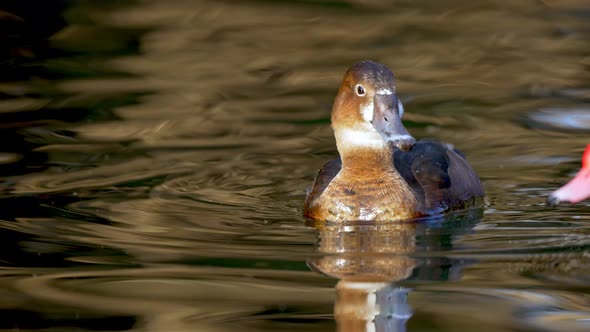 Female Rosy-billed Pochard duck and male with red beak swimming in pond,close up shot