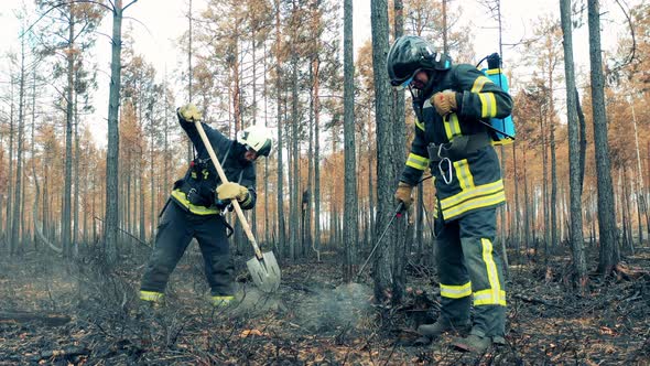 Woodland Fire Area with Firemen Damping the Ground Down