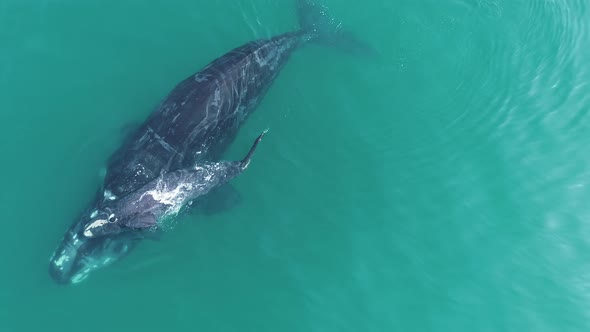 Aerial - Southern Right whale calf exhales and rolls on top of mother, are pushed out of water playf