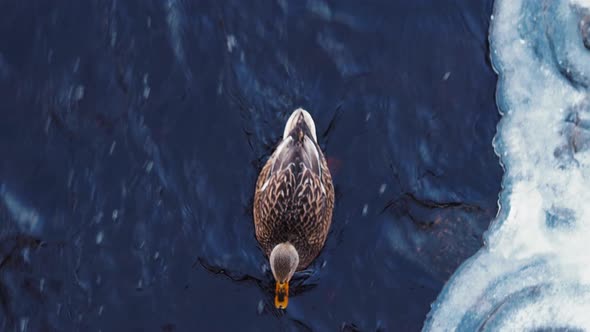 Ducks on lake in winter time