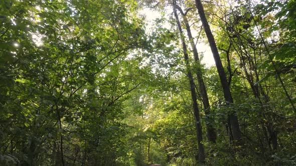 Forest with Trees in the Fall During the Day