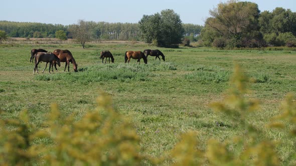 Animal Breeding