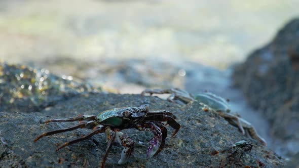 Crabs on the Rock at the Beach