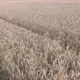 Flying above ears of ripe wheat 4K aerial video - VideoHive Item for Sale