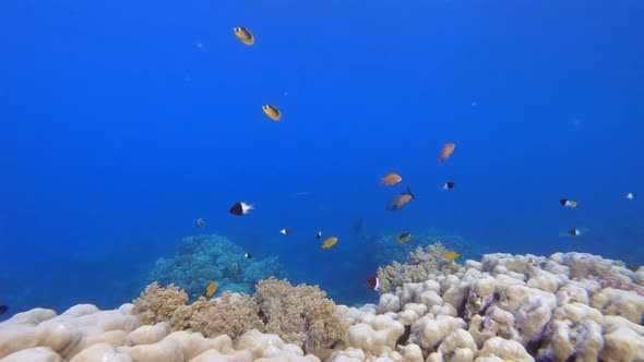 Coral Reef Fish Scene