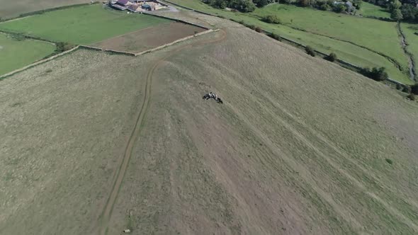 Aerial tracking forward over a herd of cows on the slopes of the hill to St Catherine's Chapel. The