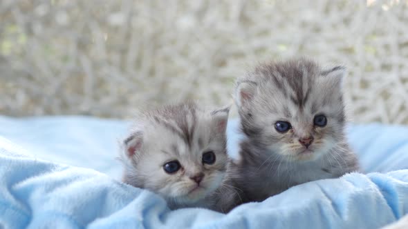 Close Up Of Scottish Kittens Sitting On Bed