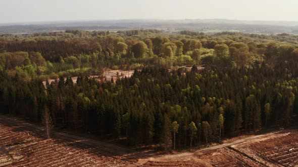 Forest Trees 