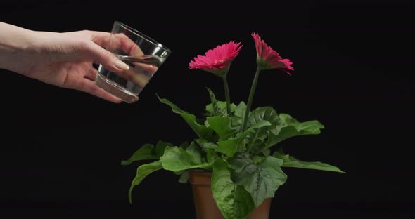 Hand watering a pink gerbera