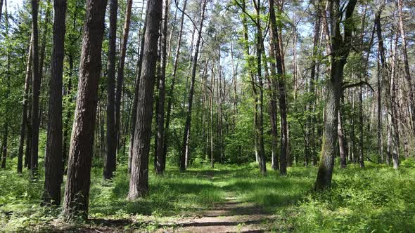 Beautiful Green Forest on a Summer Day Slow Motion