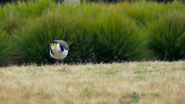 Masked Lapwing Bird Hunting For Food On The Grass, CLOSE UP