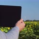 A man with a tablet in a sunflower field. - VideoHive Item for Sale