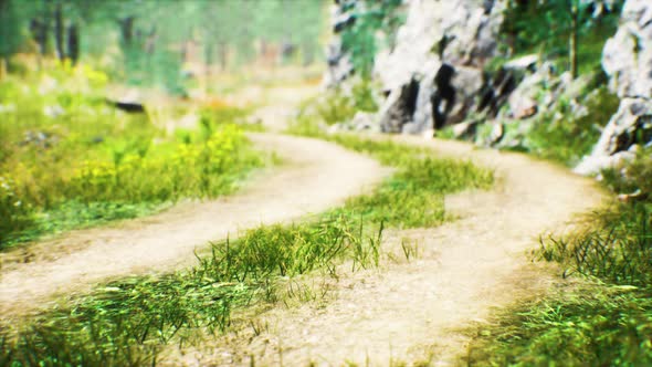 Grass Field and Forest Trees