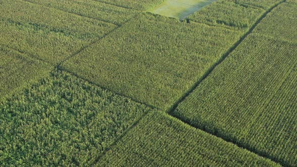 Aerial view of agricultural field in Sapahar, Rajshahi state, Bangladesh.