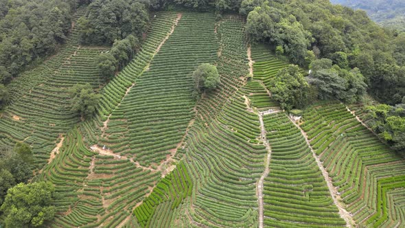 Tea Plantation, Asia